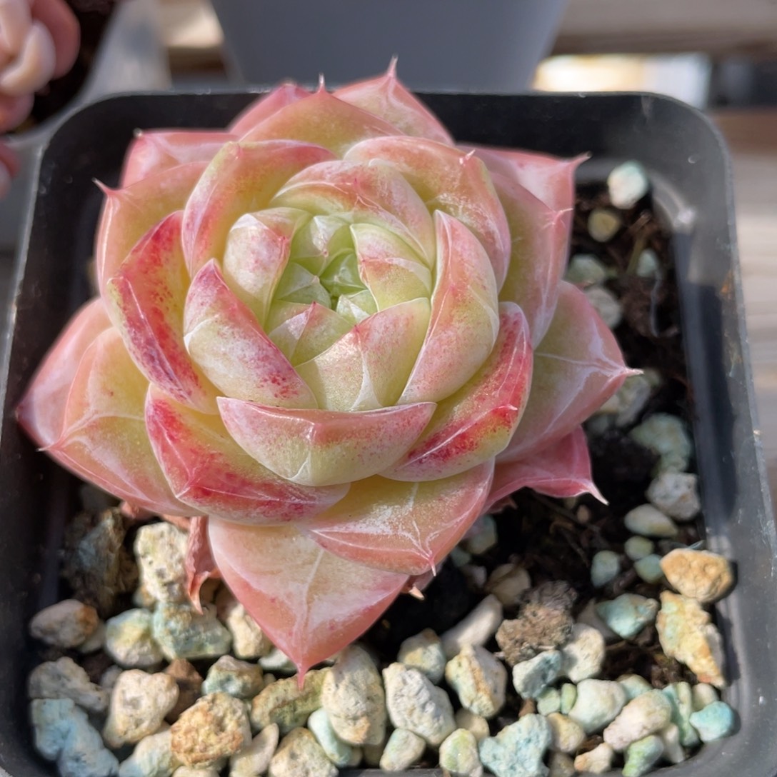 优选奶芙珍妮多肉2038