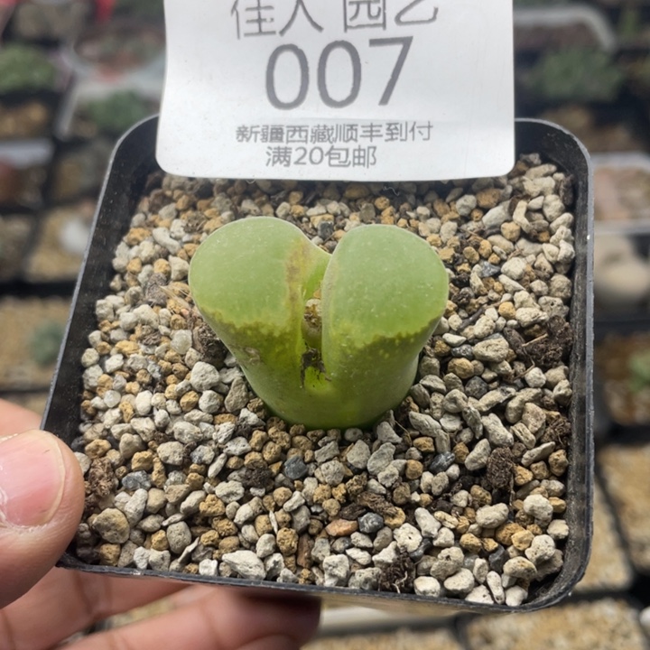 佳人园艺 老周多肉上福利啦风铃007