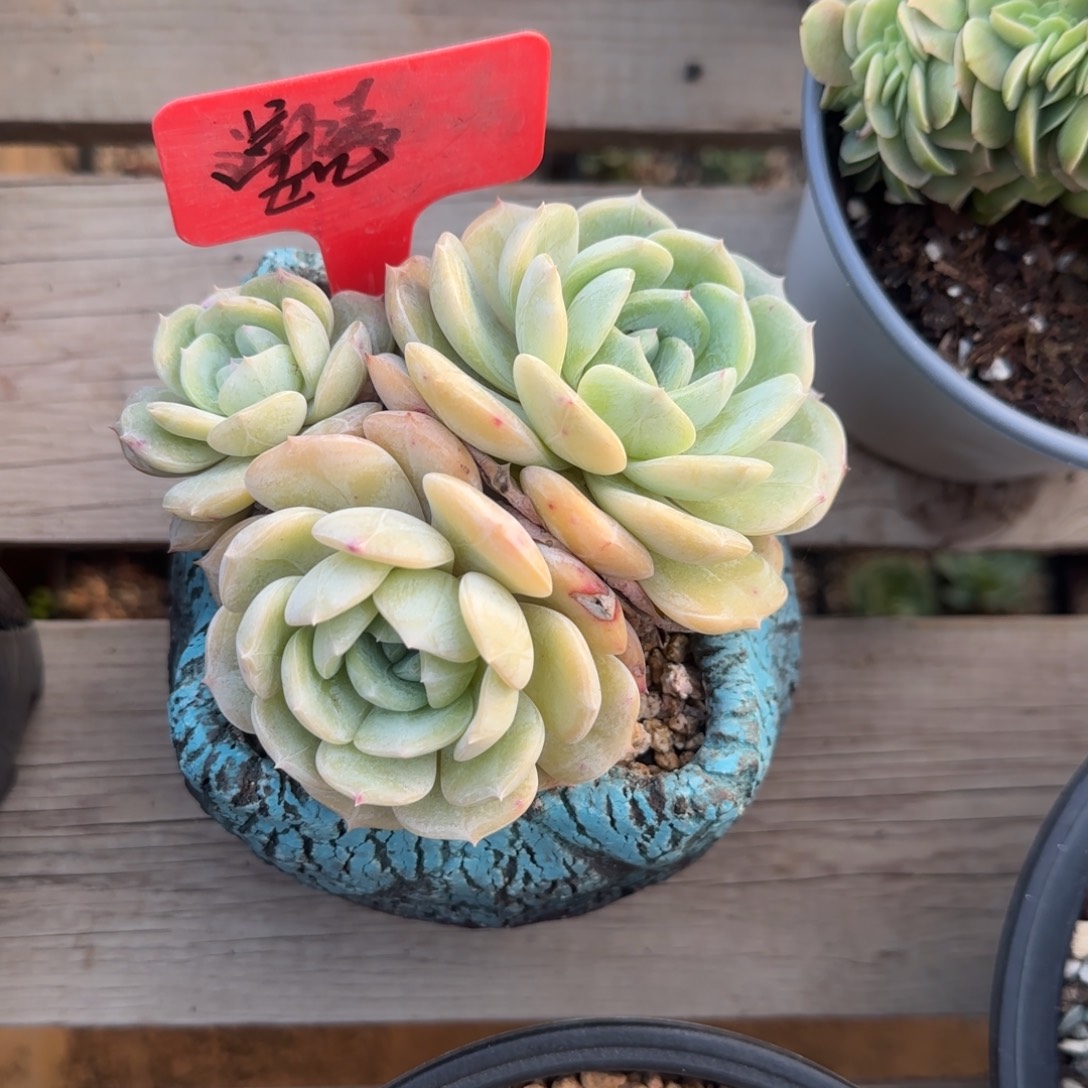 老林群生五十包邮