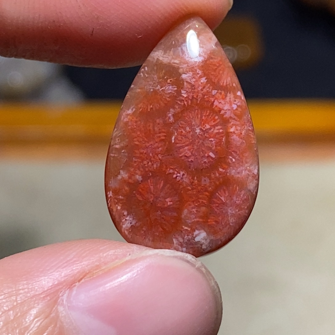 【闪购商品】硅化玉珊瑚玉未镶嵌