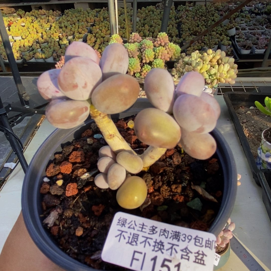 151彩虹奶多肉5cm
