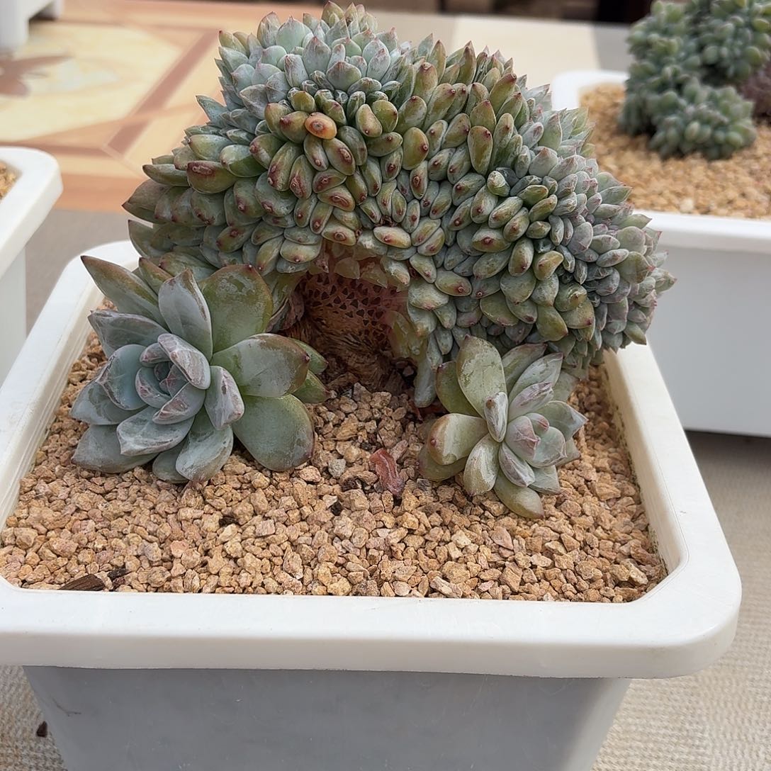 幸****22.007星影树32区