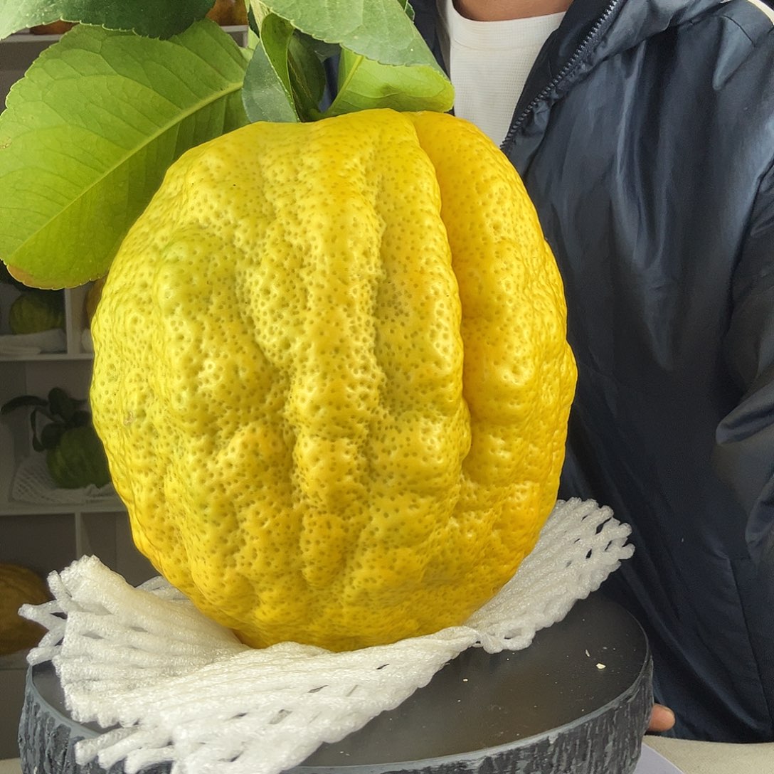 品***优香水柠檬云南高山大香橼