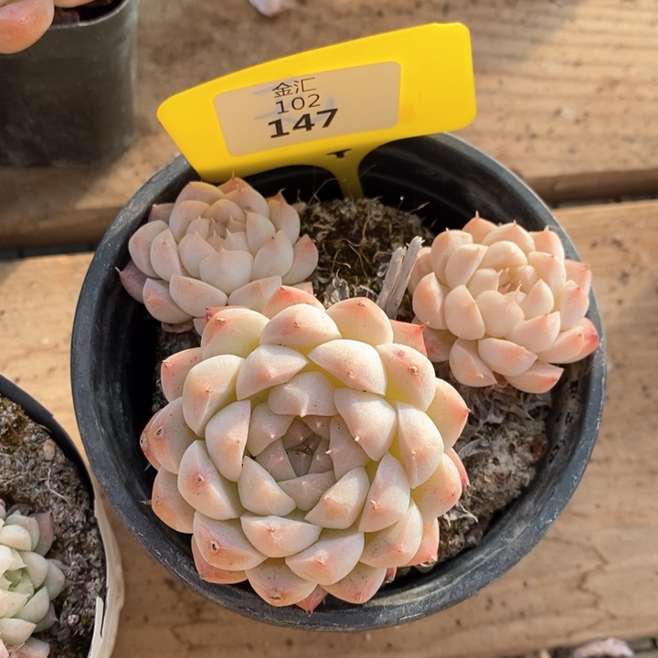 福利多多。102147