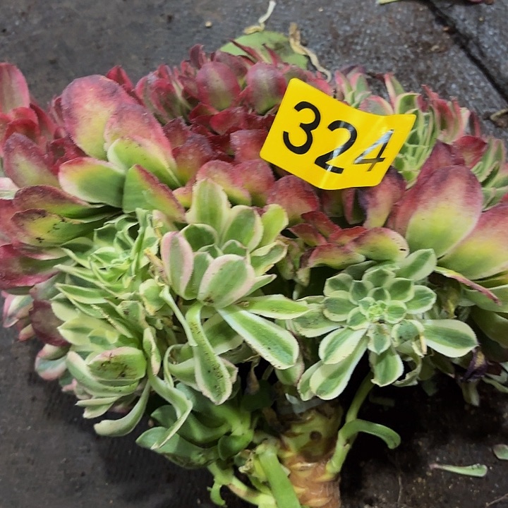 多肉植物玉子缀324