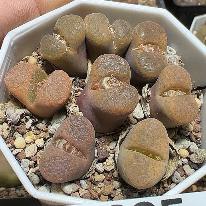 635号特价风铃一盆