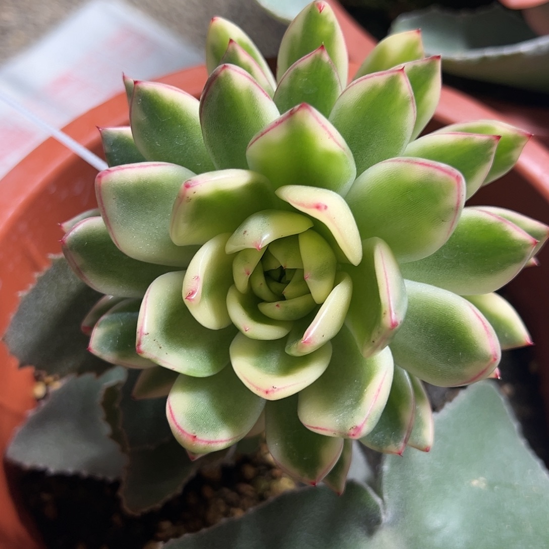 阿施娜锦嫁接多肉植物