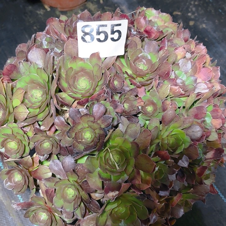 【闪购商品】855万圣节黑拉丝2-12