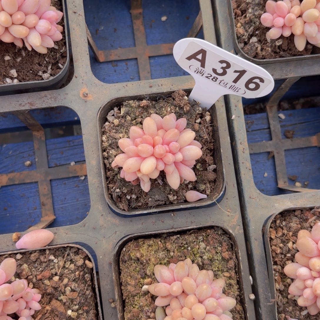 ʚ***ɞA316星黛露一物语拍