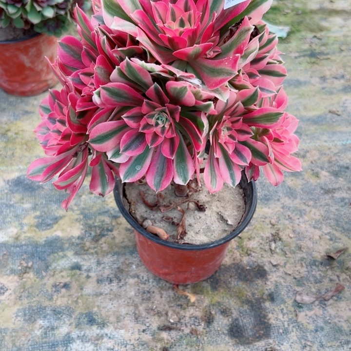 125女巫多肉植物的生长