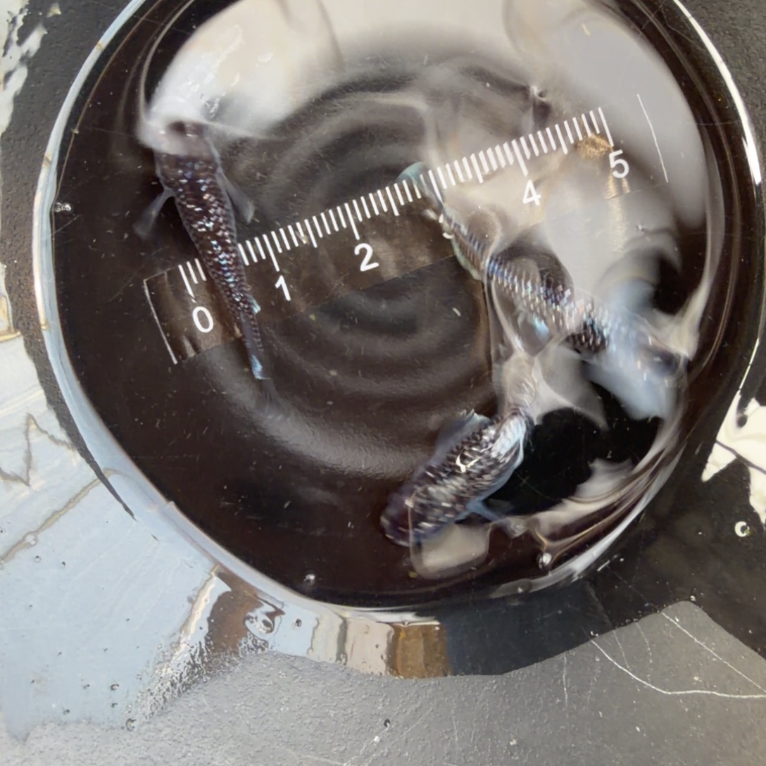 青鳉鱼观背青鳉14