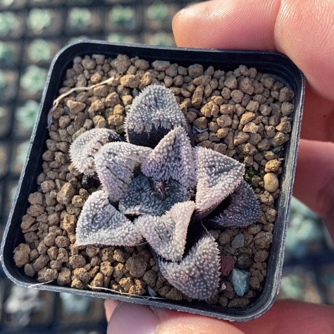 2512 一颗粉雪磨面 高货