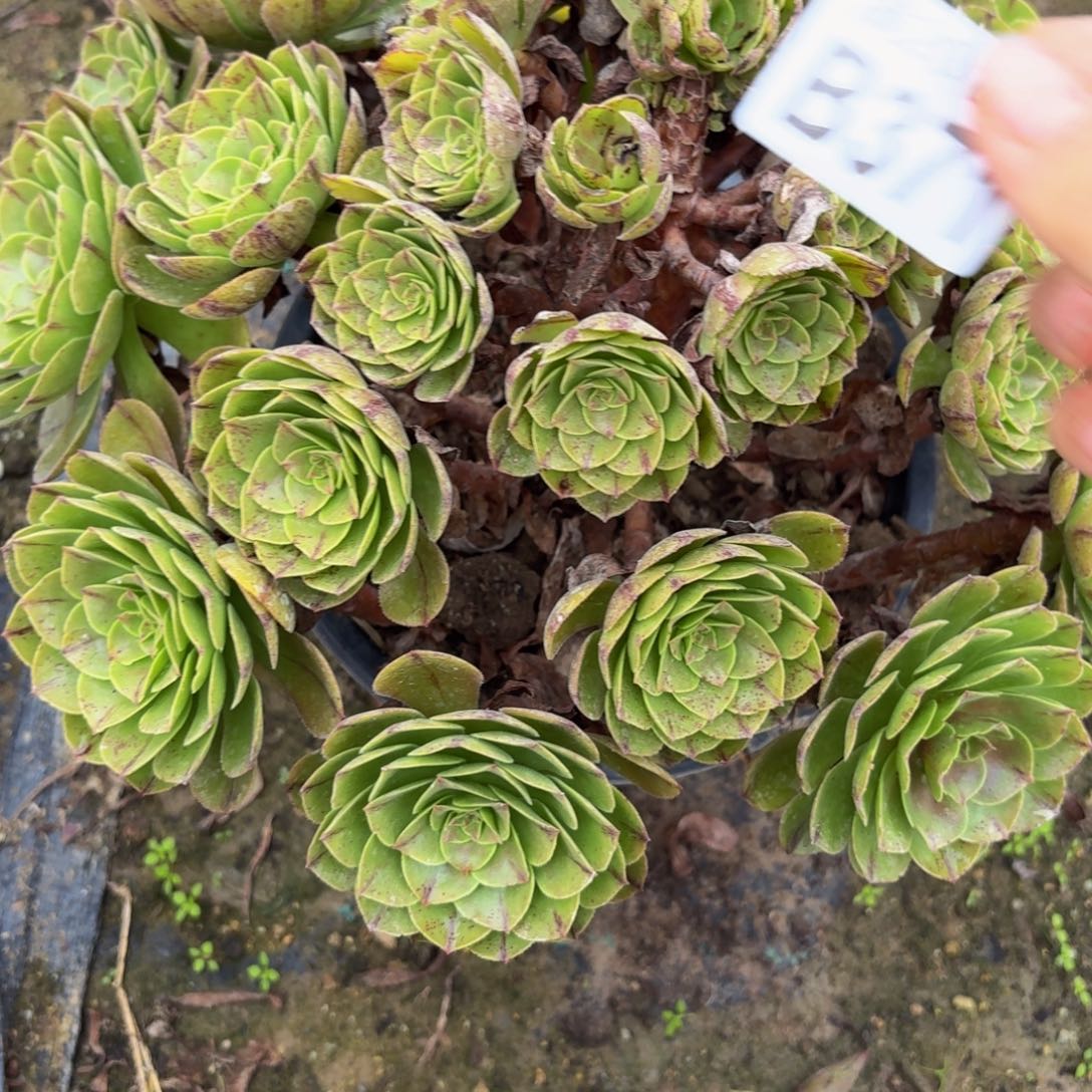 371多肉植物捧花的时候