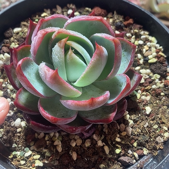 春节福利惊鸿仙子1680