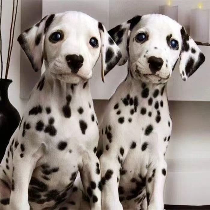 斑点幼犬短毛狗斑点大麦町犬斑点狗活物幼犬宠物小狗