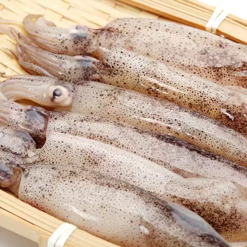 大连本地野生笔管鱼/海兔 （母体30%） 顺丰包邮（鲜货会有水分）