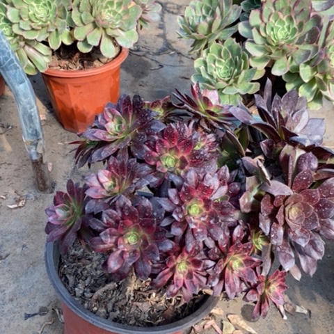 安娜多肉植物087