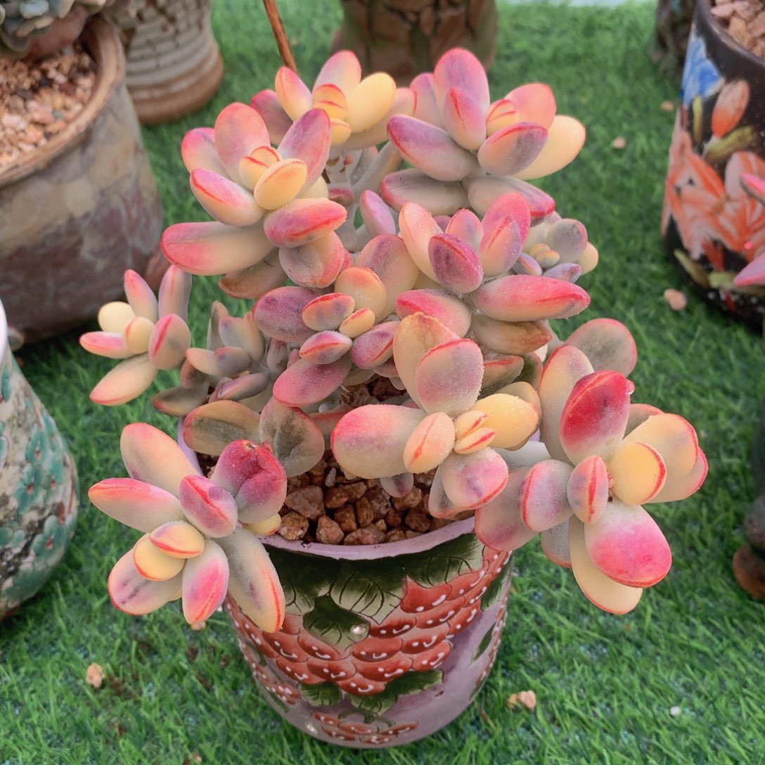 乒乓福娘锦15公分一物一拍