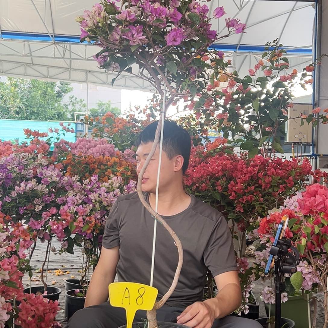 柠***水大部分花苞少量开放A8雪紫