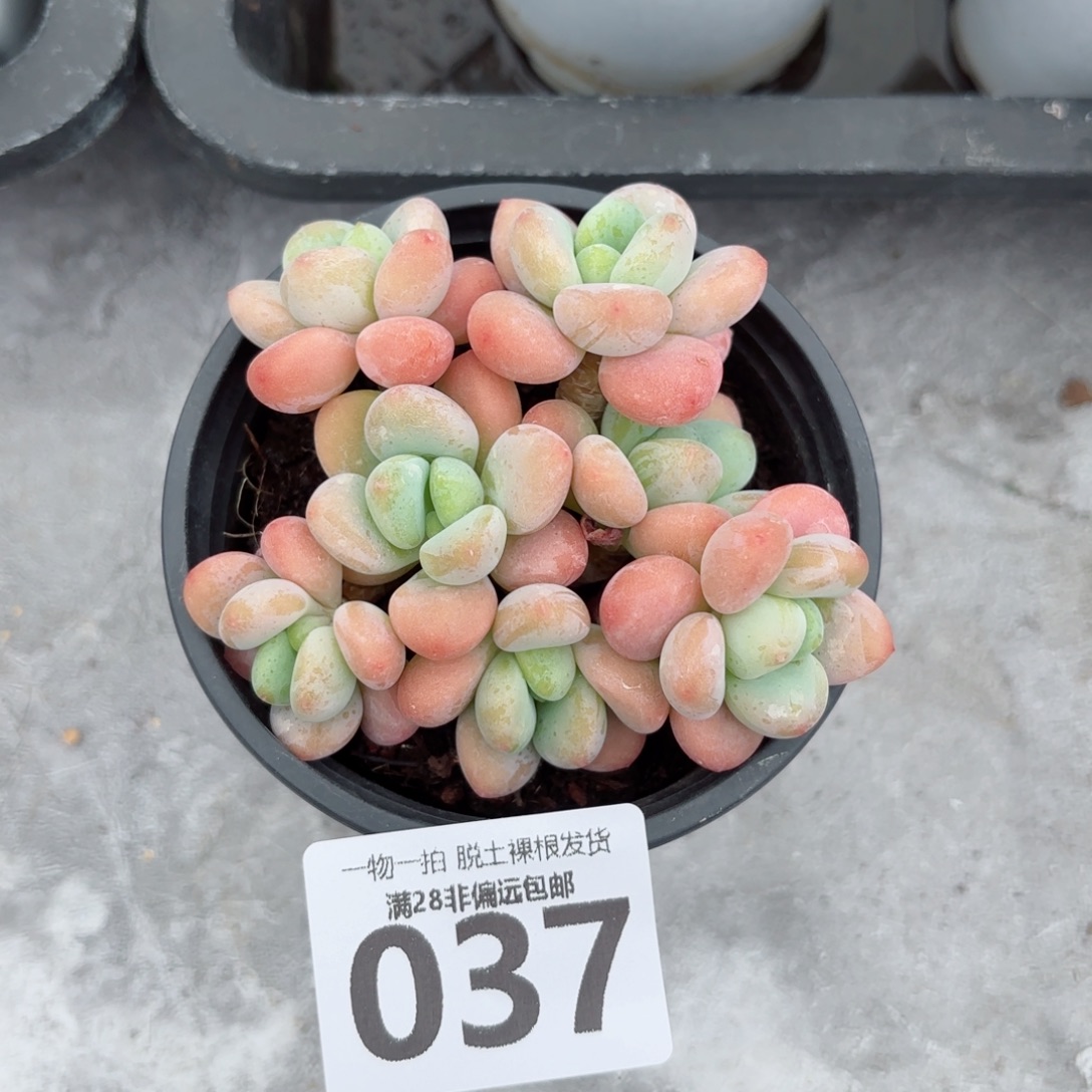 橘子洛神老桩无盆土发货