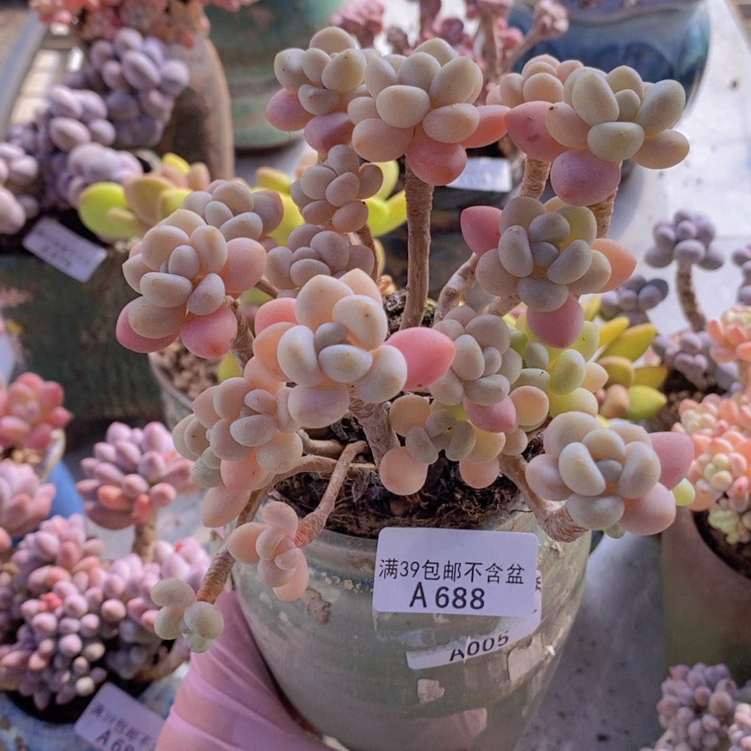 白奶糖老桩11cm688多肉植物