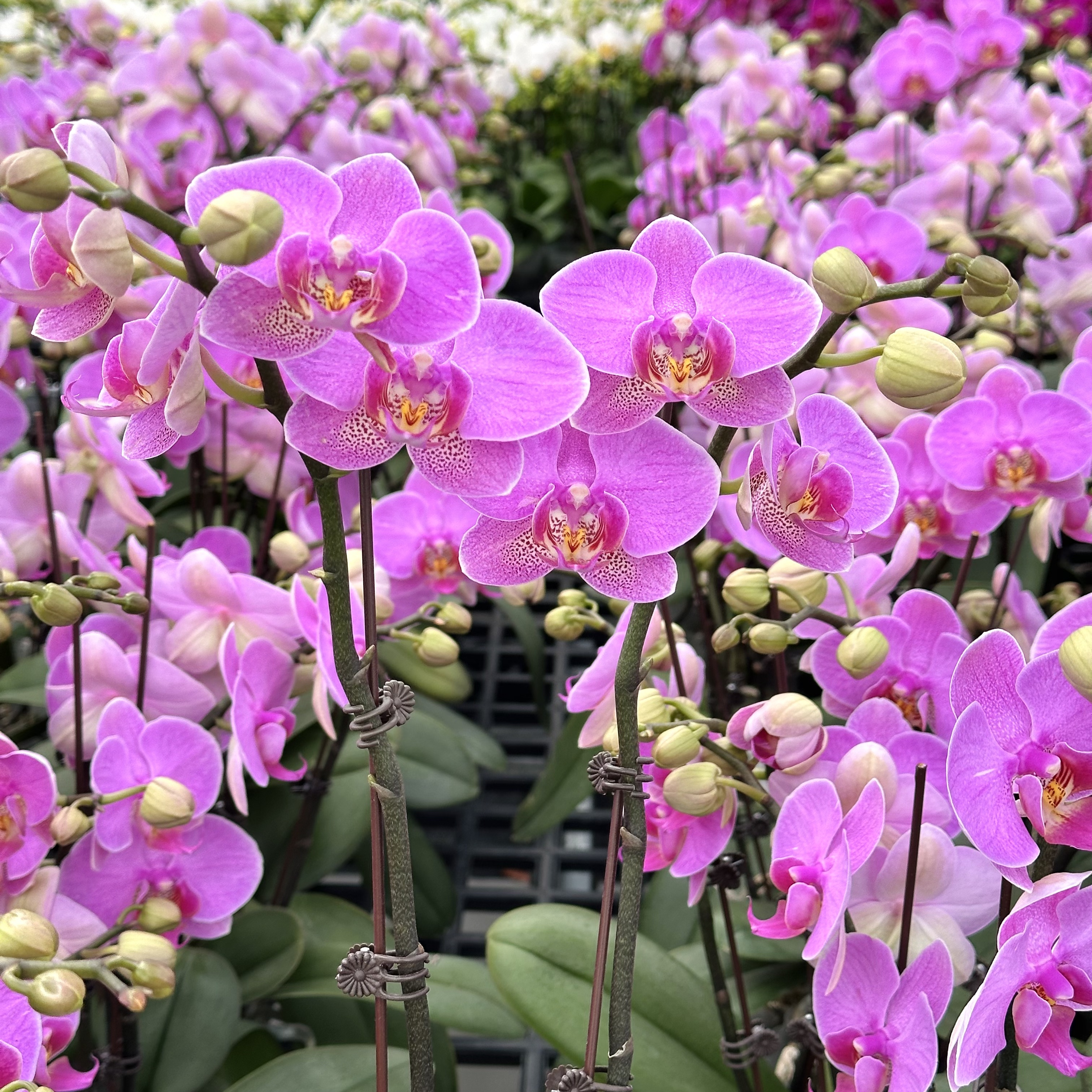 蝴蝶兰【明日之星】花色娇艳耐养适合室内观赏 送人送礼/单