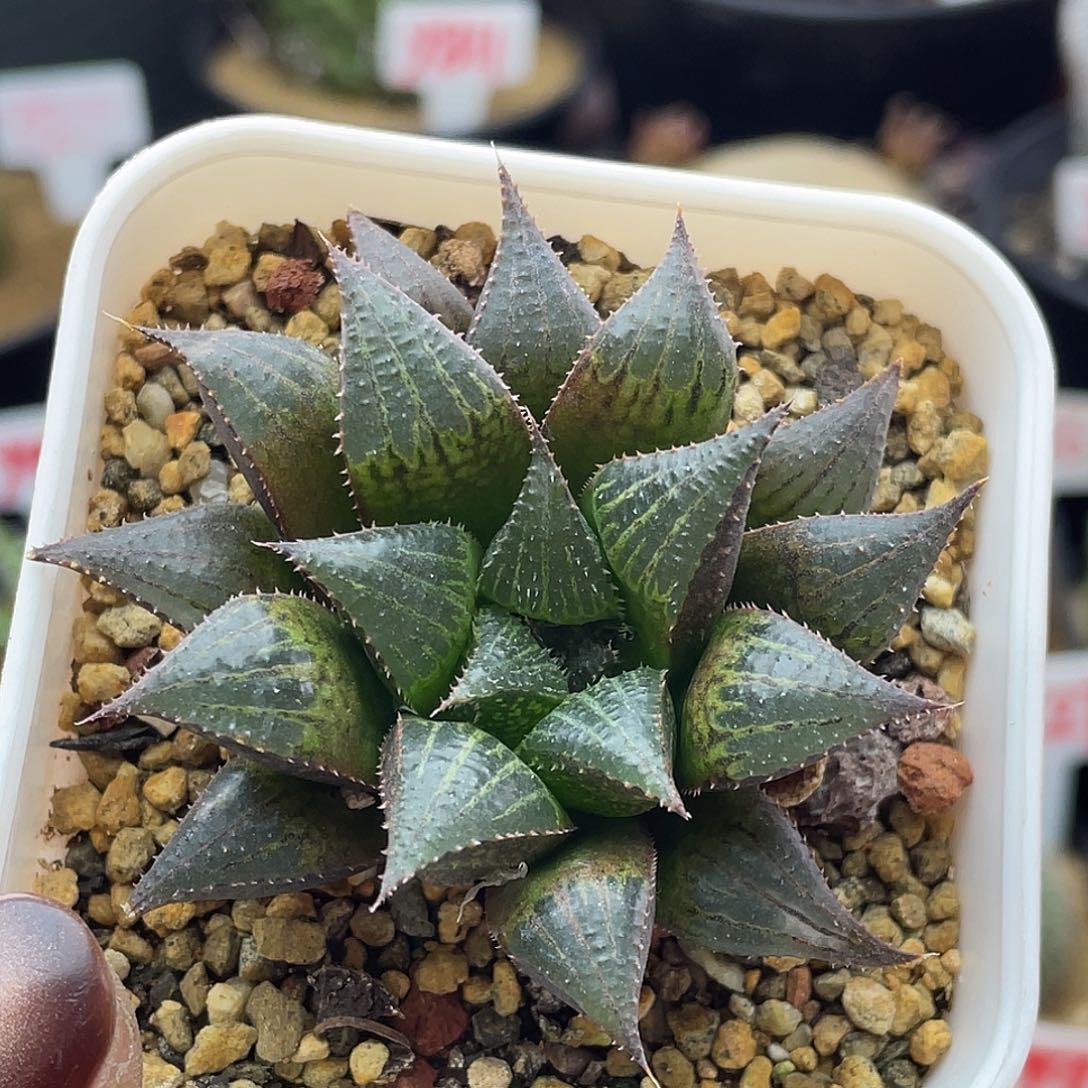 不知名仙人球多肉植物