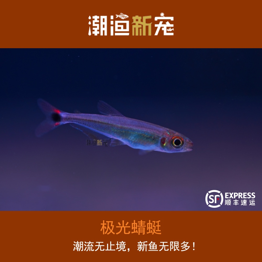 极光蜻蜓 热带小型观赏灯鱼顺丰包邮包损小鱼儿