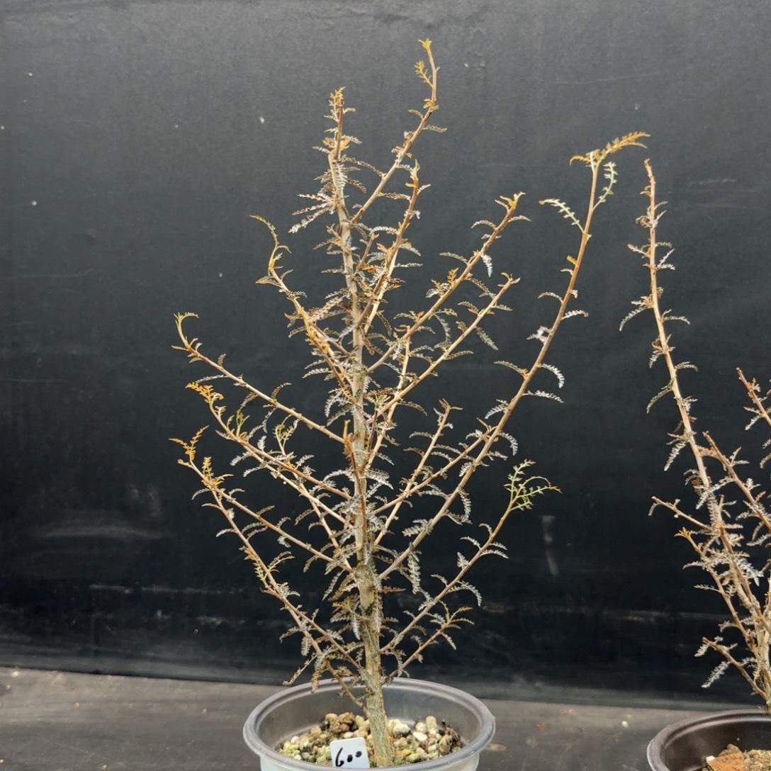 索科特拉乳香带盆发货