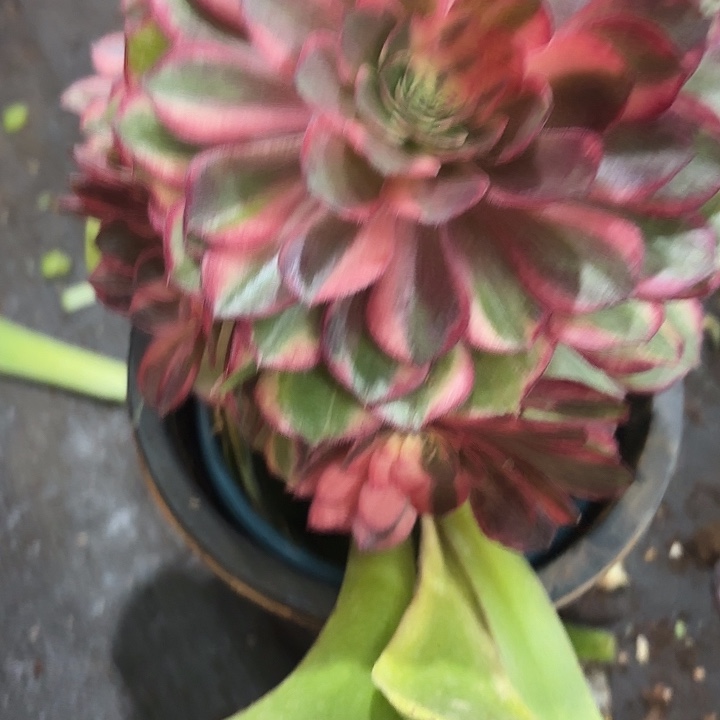 多肉植物黑膜锦535