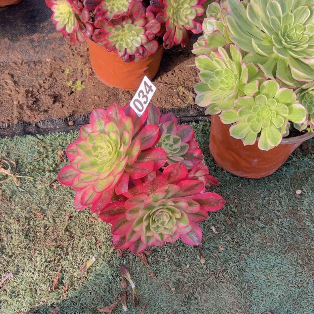 034火龙果多肉植物