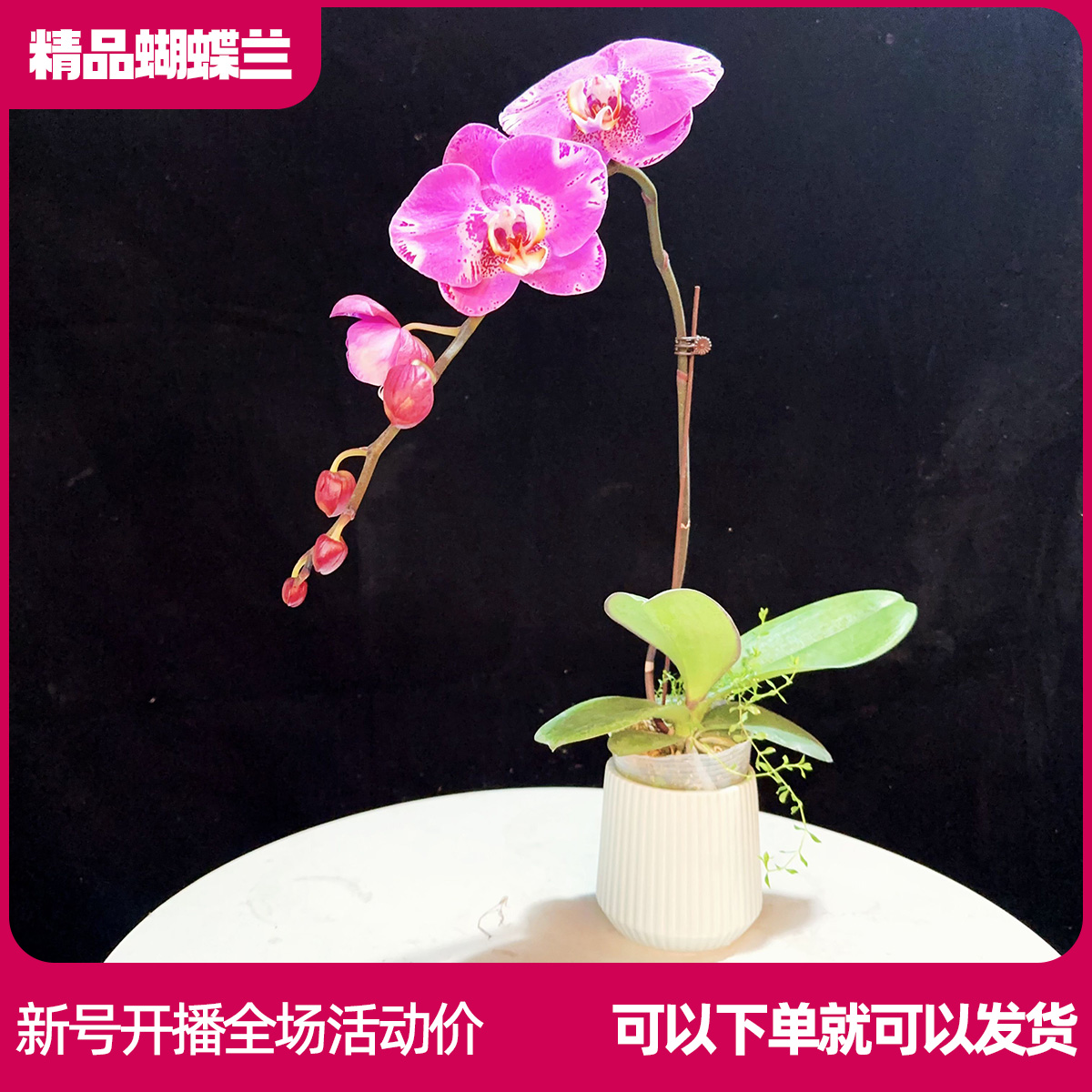 【藏宝图A01】精品蝴蝶兰鲜花室内花装饰绿植桌面花办公室客厅景观