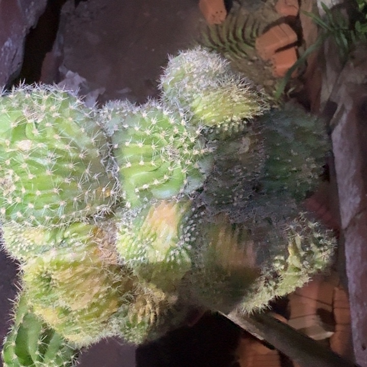 佩***玉无花朵彩草哈哈哈哈哈哈哈哈