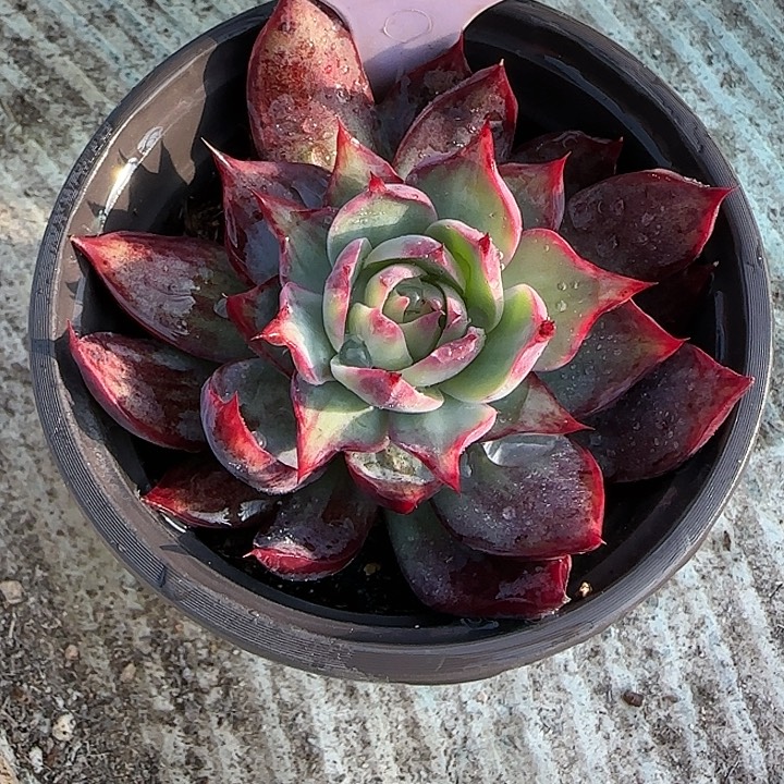 财***尖192 惊鸿仙子石化多肉植物6-9cm