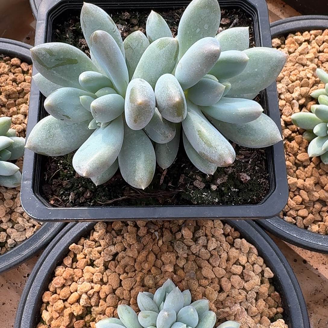 S****t哥特萝莉双头s寄养