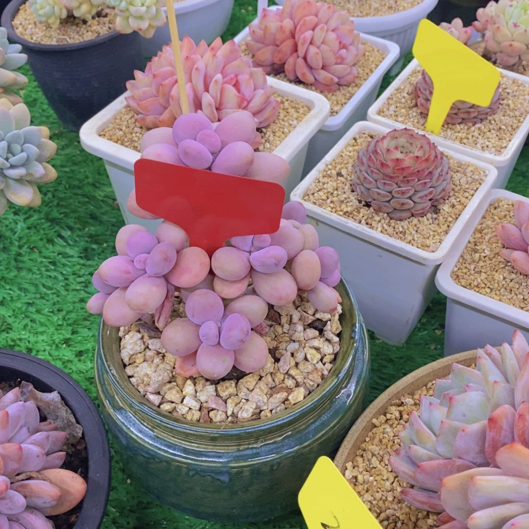 泡**?开心多肉植物多肉