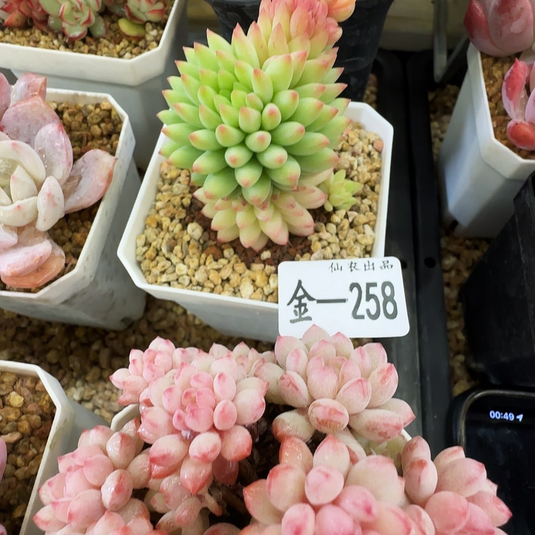 咦***宝玉瓜子，258，仙农出品