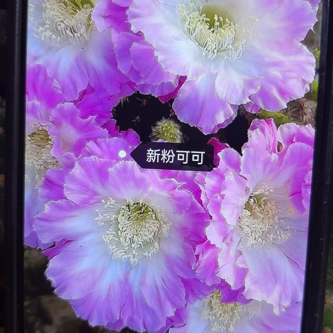 新粉可可彩侧牙20包邮59