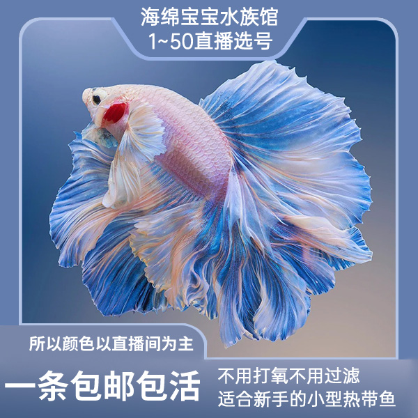 半月母鱼自由搭配3条（发编号给客服，没有发或直播间选，就随机发货