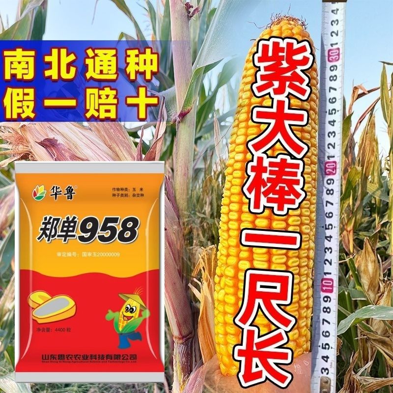 2025年高产稳产矮杆大棒抗病抗倒玉米种子活杆成熟抗高温抗旱抗涝