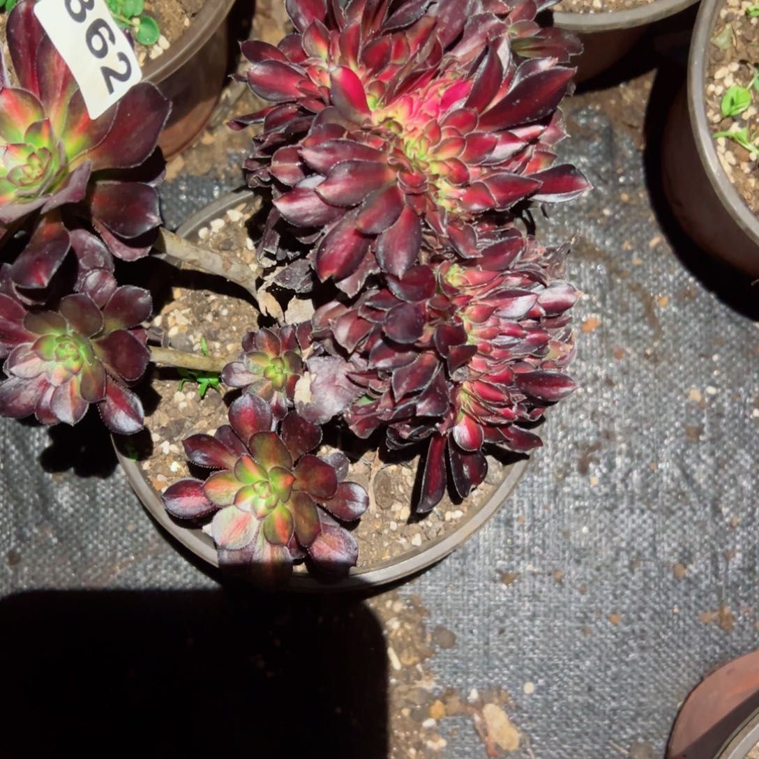 362 号多肉法师新年福利