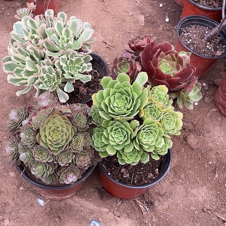 318多肉植物组合，