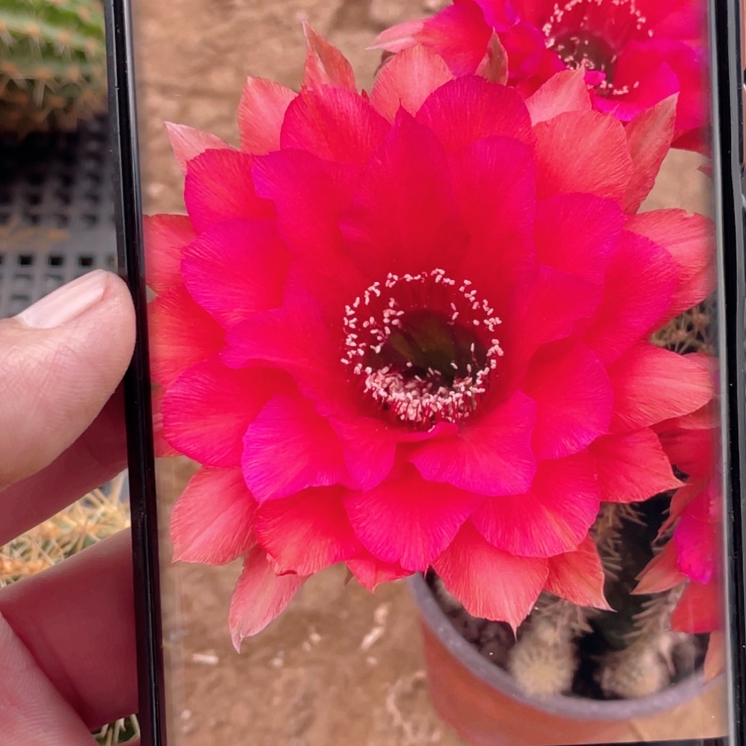 彩草 CC243侧芽 歪 满20包邮4–5公分