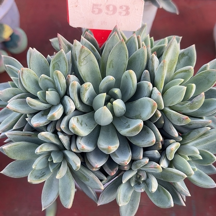 红蛋593多肉植物