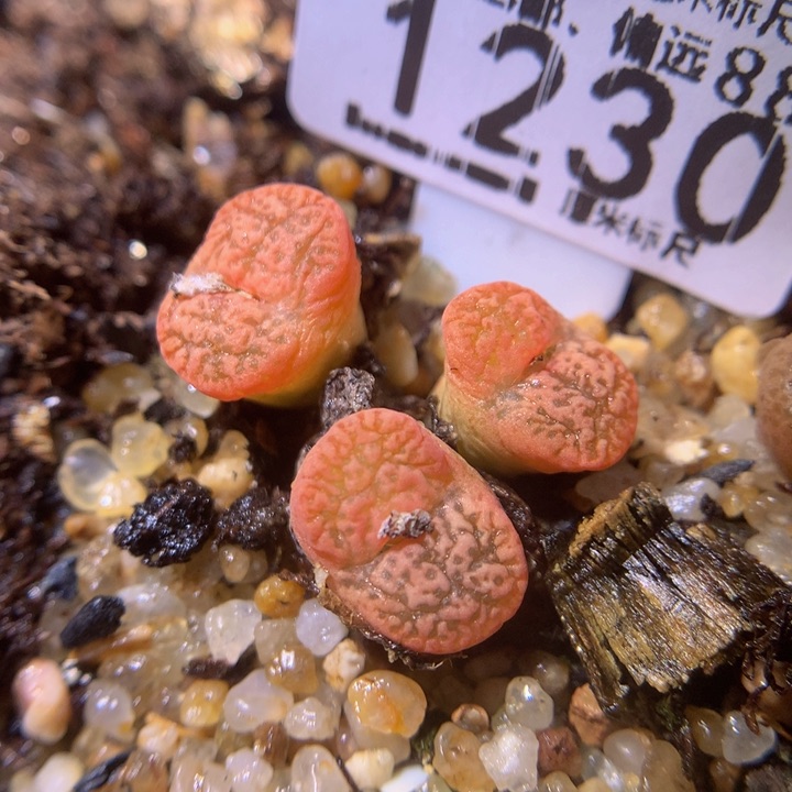 绝绝子生石花.1230