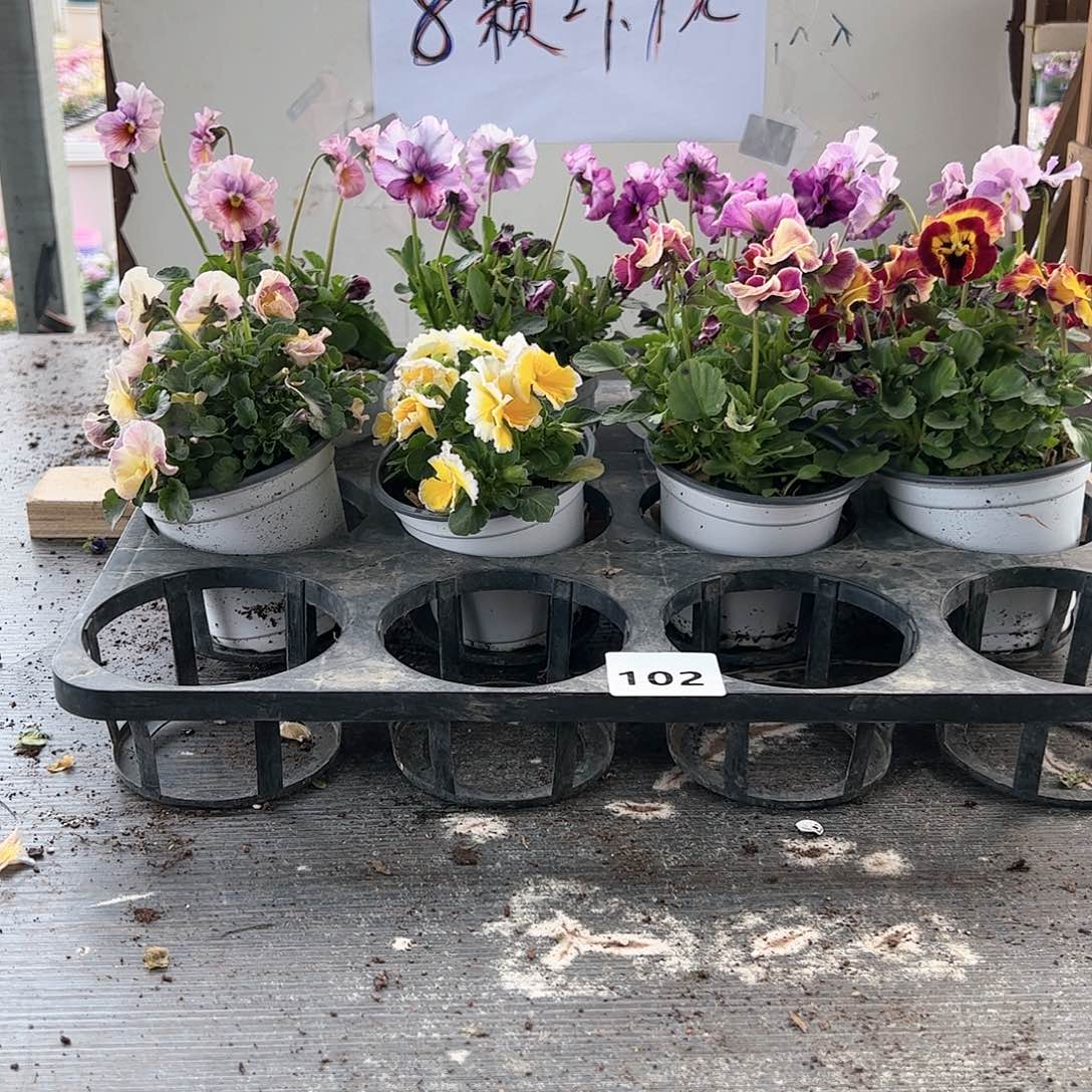 【闪购商品】102号