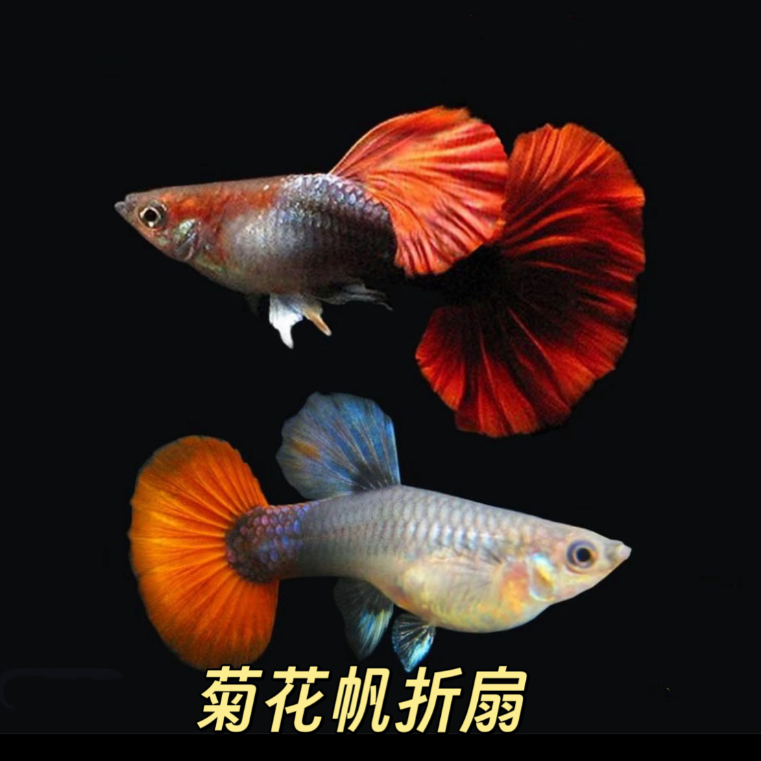 【菊花帆折扇】孔雀鱼精品种鱼活体大背