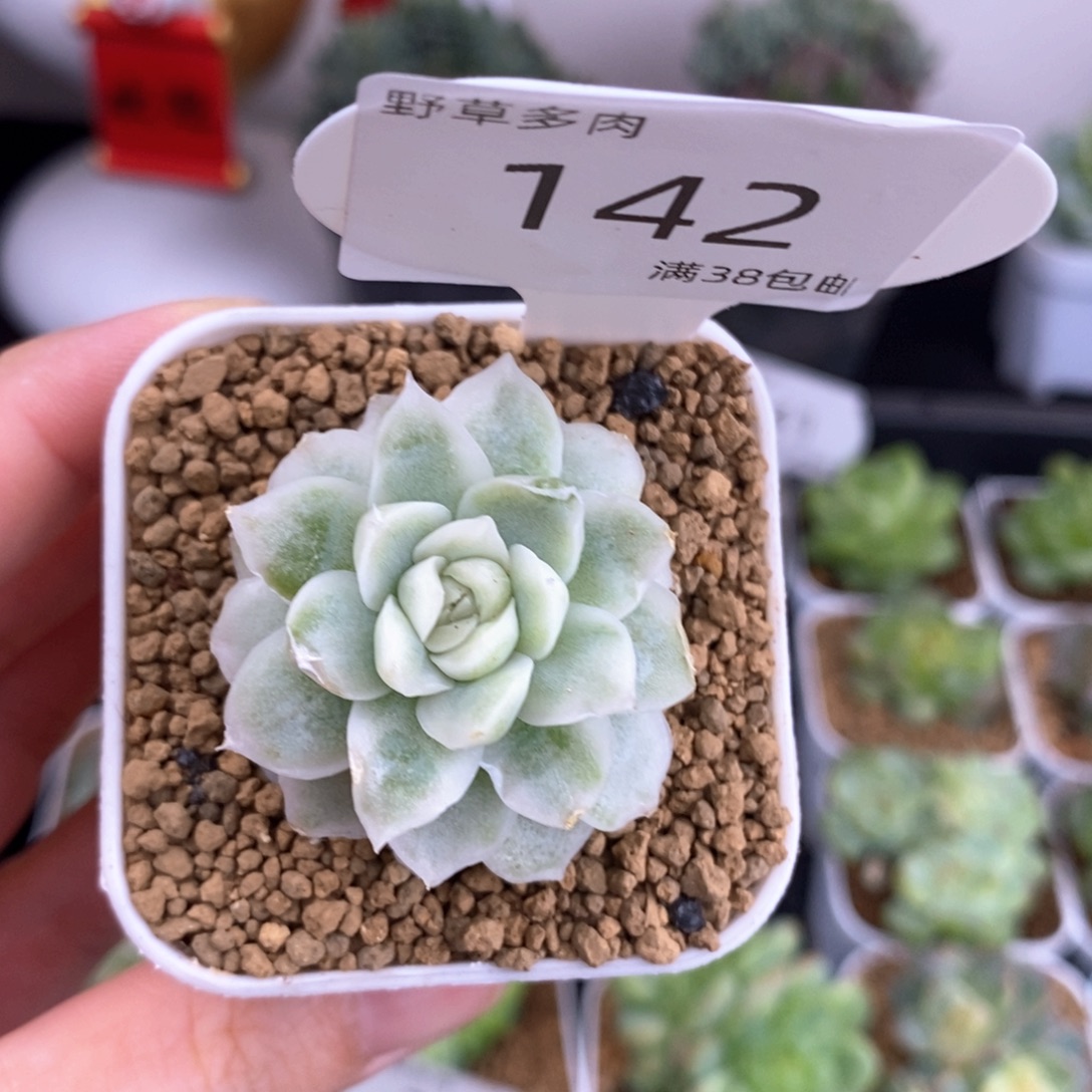 锦一颗不知名142号