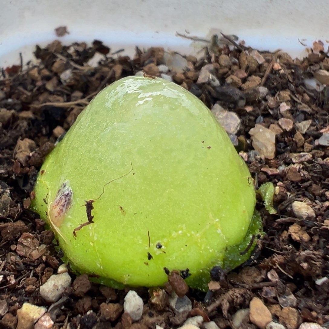 67多肉植物百科知识