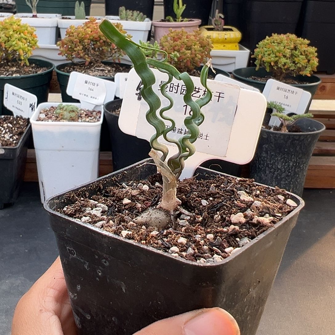 18号海带弹12.11多肉